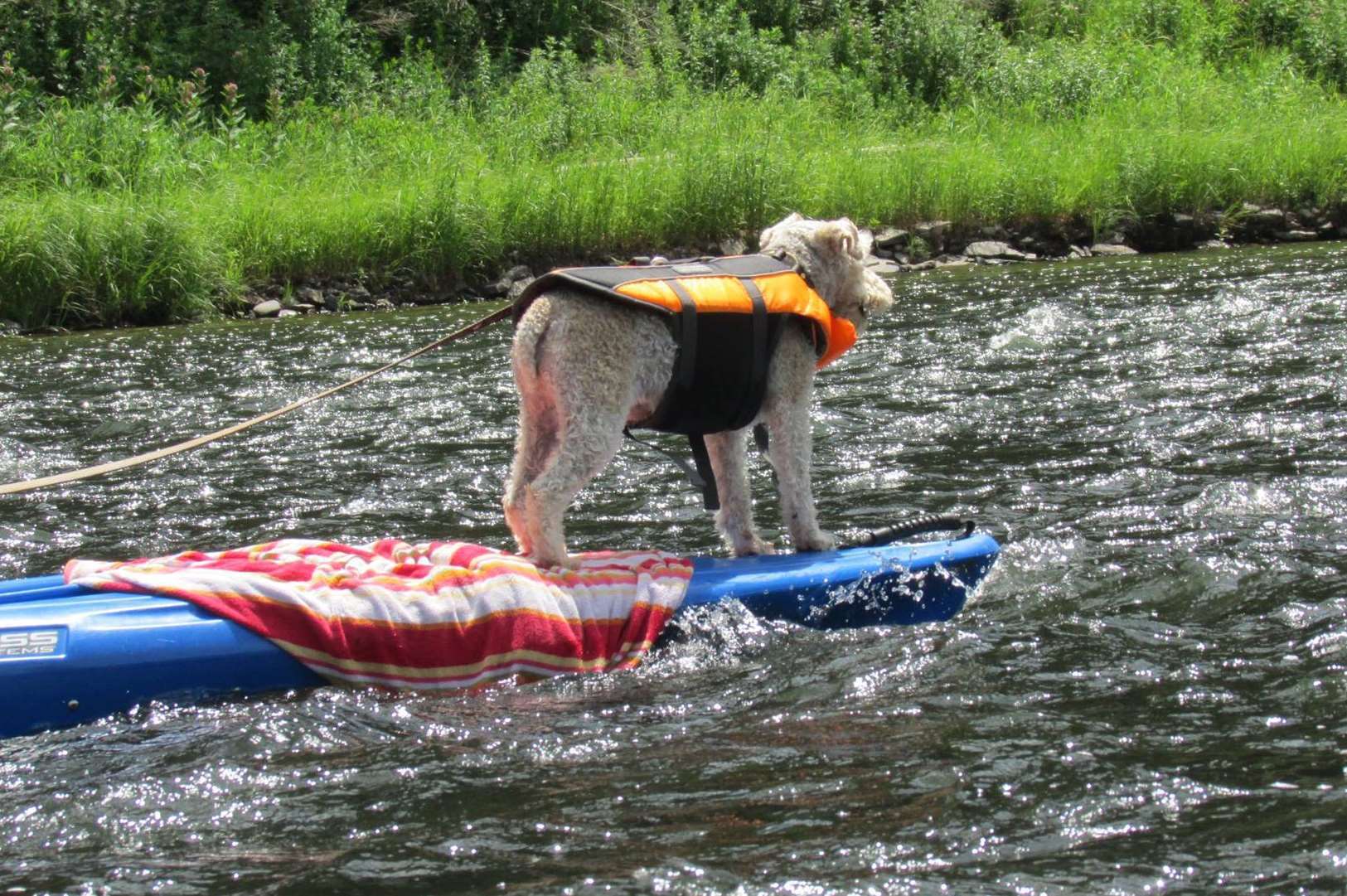 Sally Grist has been sent this picture of a Lakeland terrier balancing on a kayak for the Doglympics
