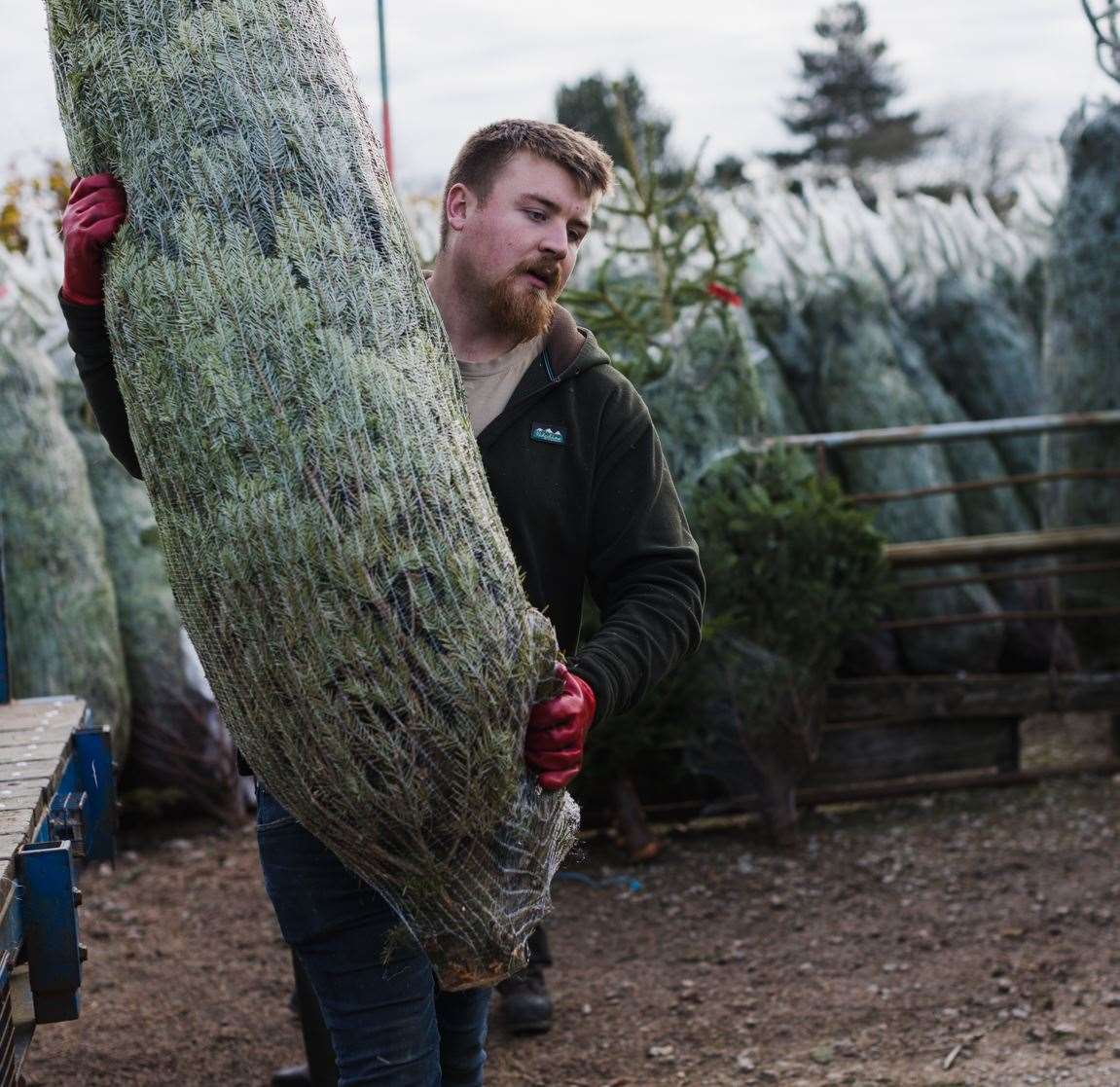 Macknade in Faversham is stocking up on Christmas trees for its busy weekends. Picture: Macknade
