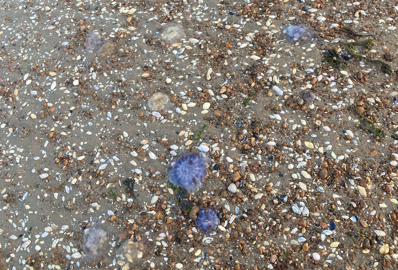 The jellyfish were scattered across Dymchurch Beach. Picture: Jenni Regan