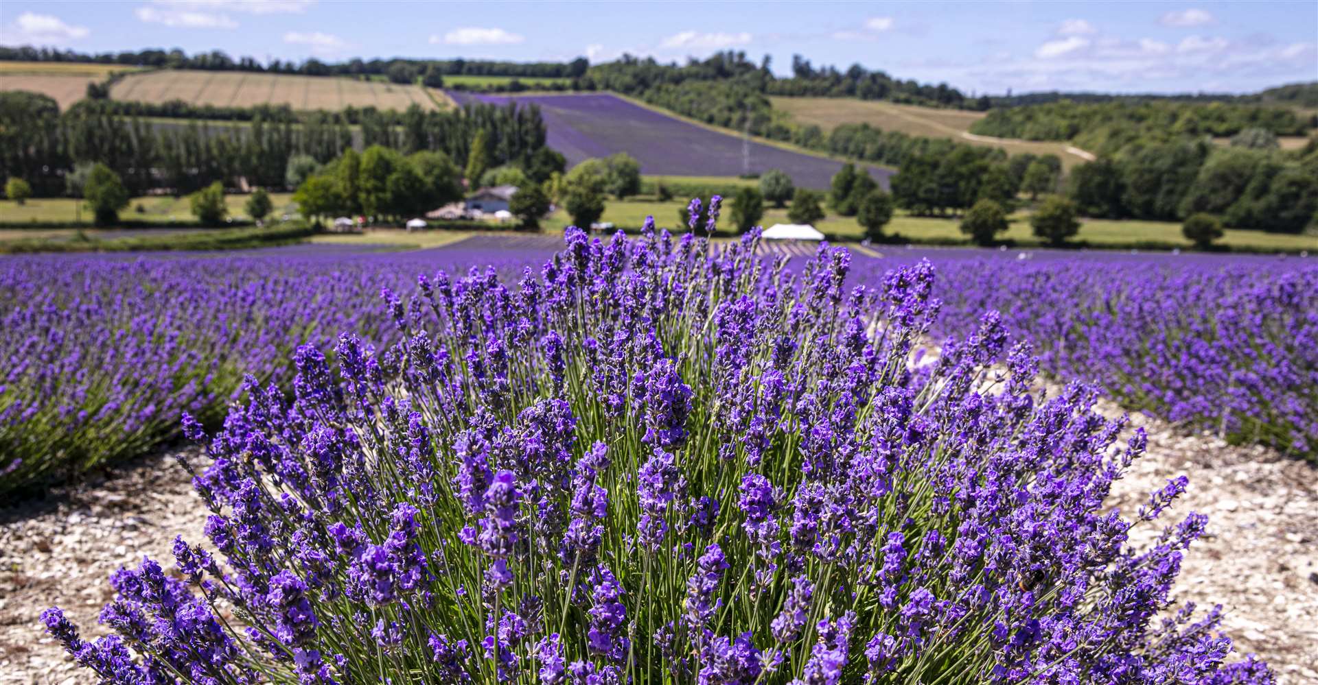 Lavender has been grown at Castle Farm in Shoreham since 1998. Picture: Castle Farm