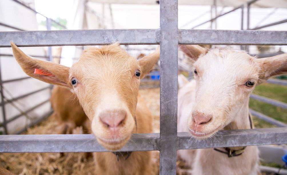 Livestock at the Kent County Show Picture: Thomas Alexander