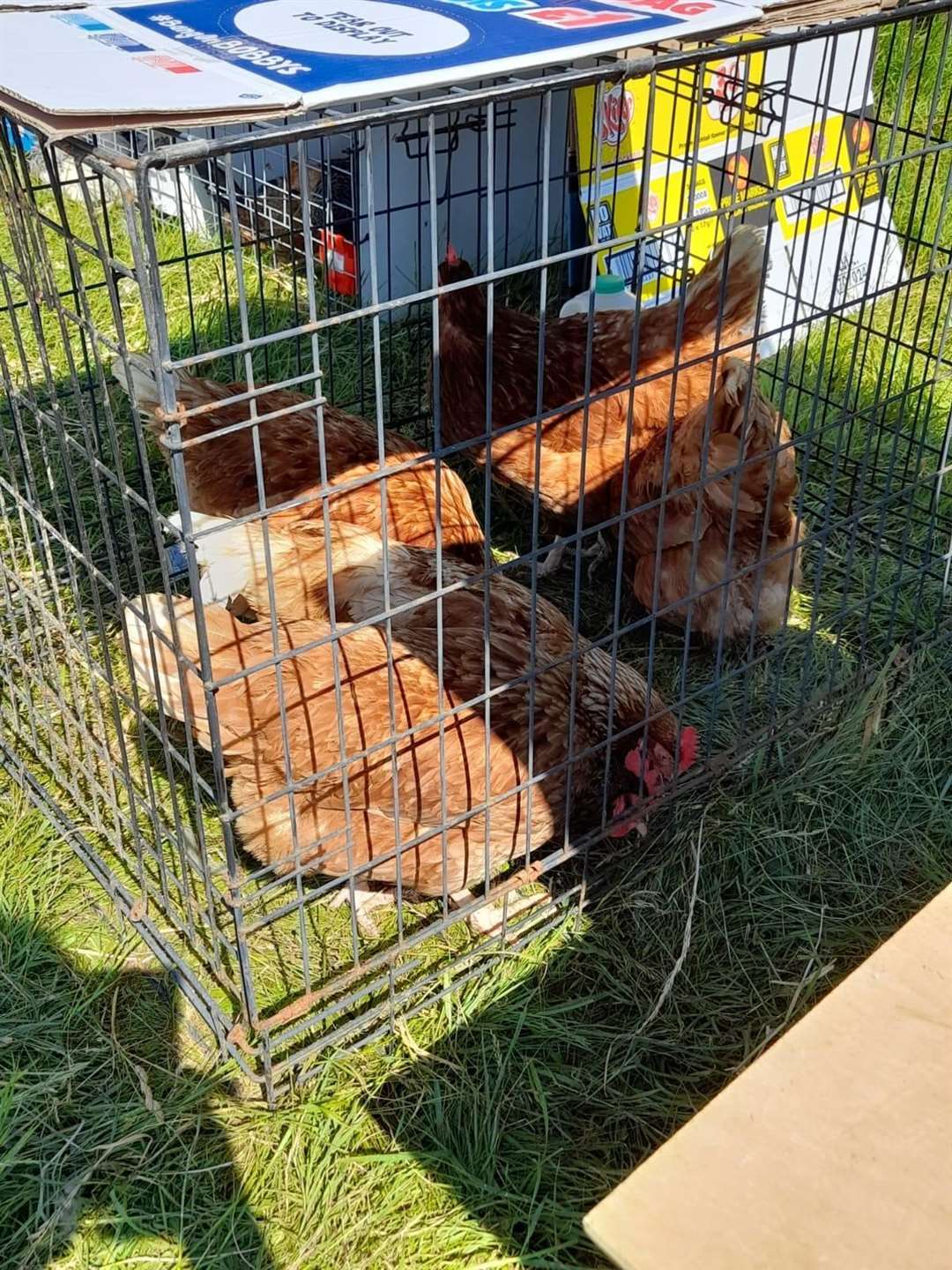 Chickens in cages at the poultry tabletop sale next to Leysdown boot fair. Picture: Faye Grant