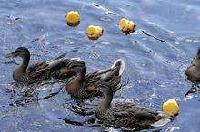 Canterbury Rotary duck race