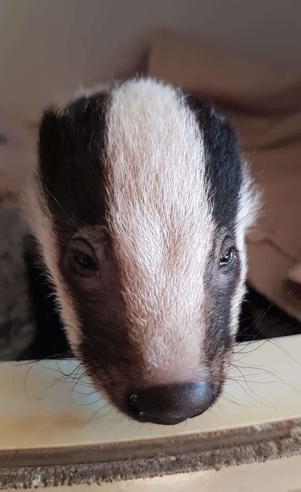 Bernard the baby badger at the Kent Wildlife Rescue Service, Sheppey