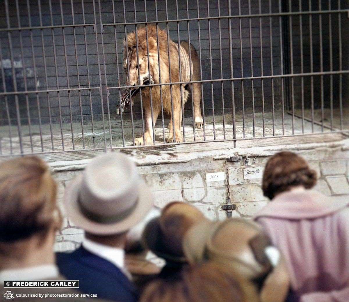 Jock, one of two lions kept at the site, which was also home to polar bears, zebra, bison, chimps and a leopard Pictures: Maidstone Museum/Frederick Carley Collection and colourisedby Photo Restoration Services