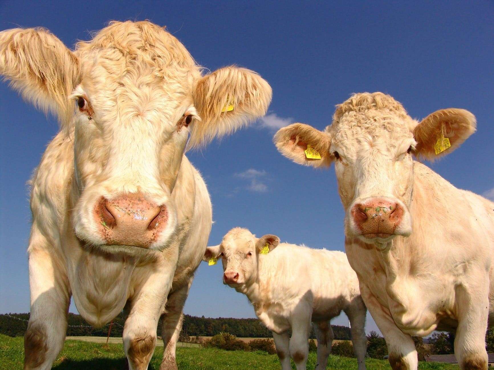 Millions of cows were slaughtered in order to try and eradicate BSE in the UK's cattle herds