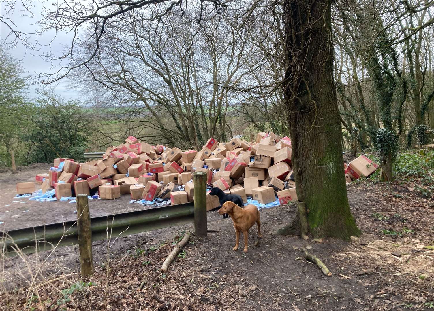 Hundreds of boxes of medical masks were dumped in Farningham Wood Nature Reserve in Eynsford
