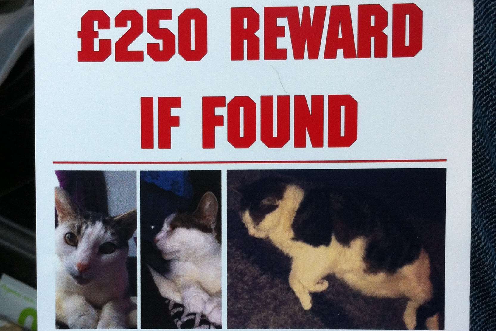 Kitty went missing on Boxing Day