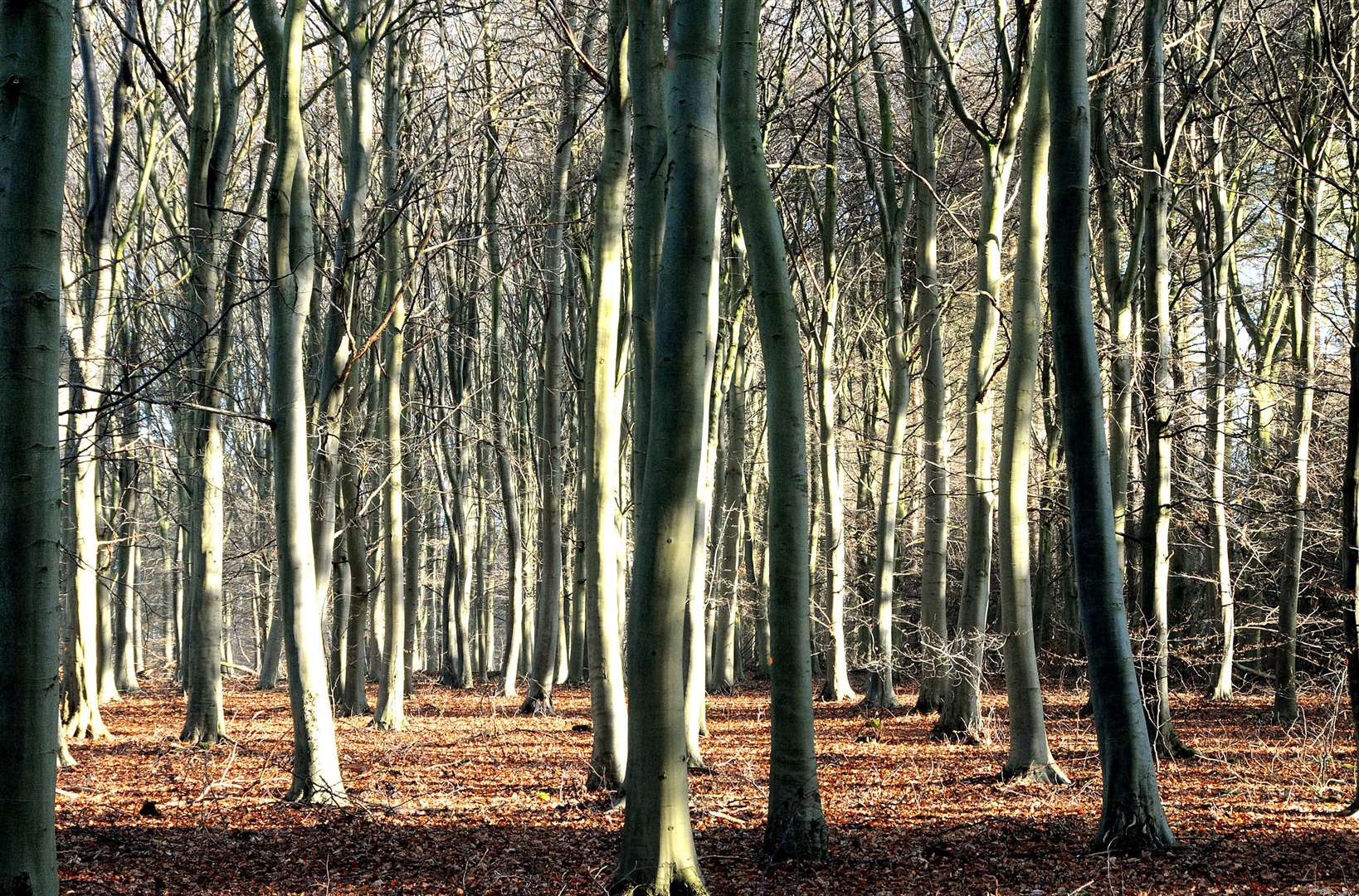 Kent has acres of woodland to get lost in