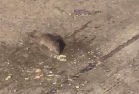 The worker claims rats are regularly seen at night