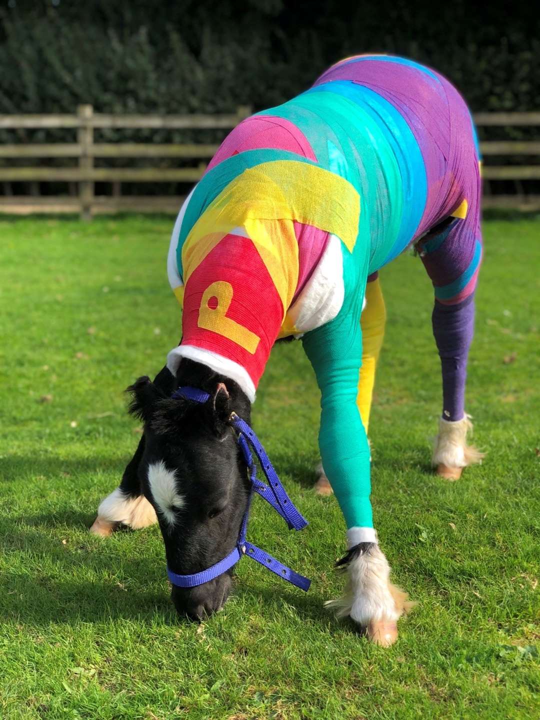 Phoenix the foal dressed in colourful bandages