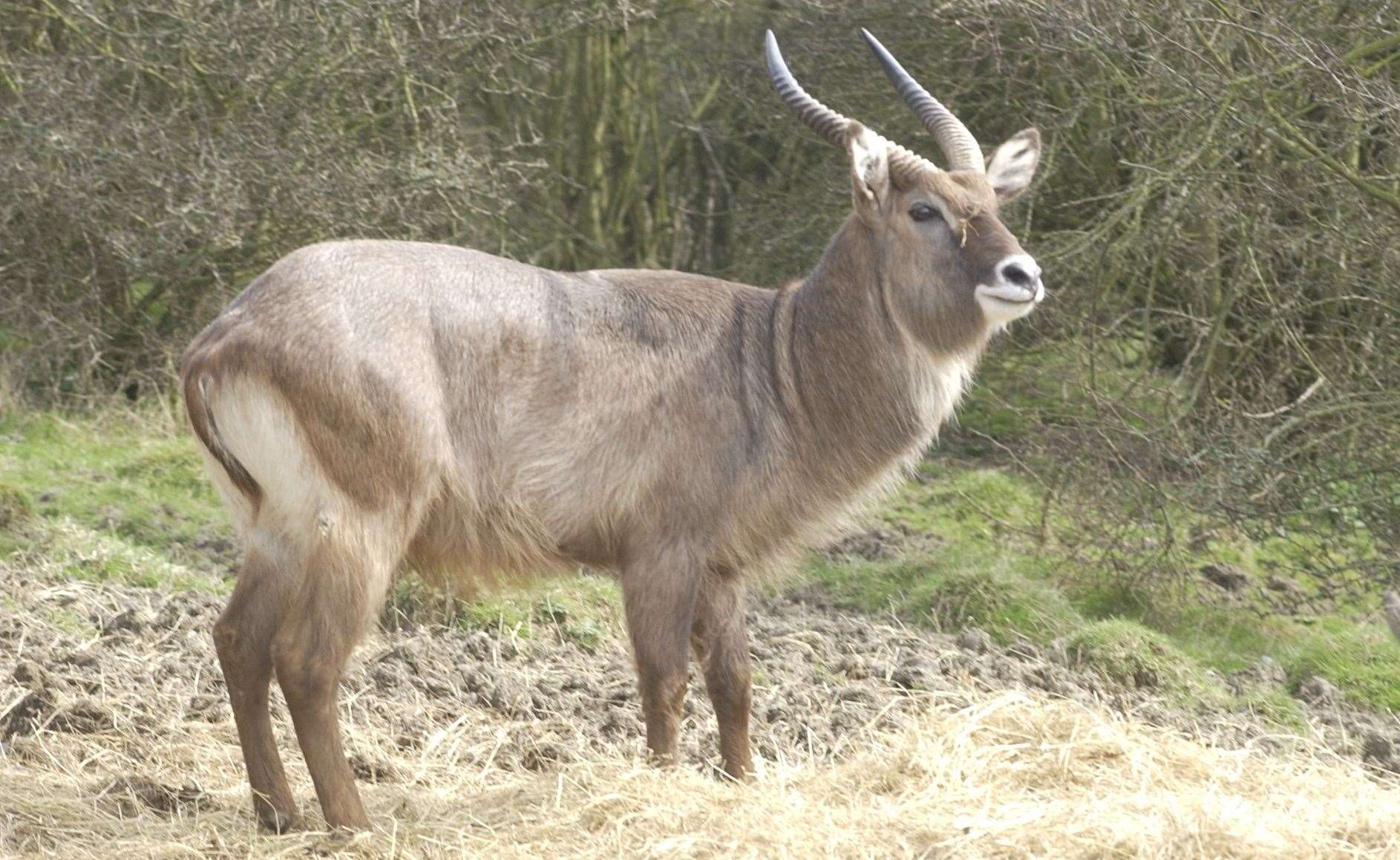 Two waterbuck escaped from their enclosure on Saturday afternoon. Stock picture