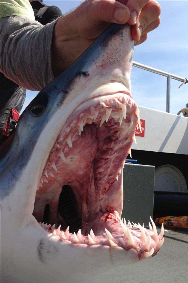 A mako shark caught by Canterbury angler Andrew Griffith
