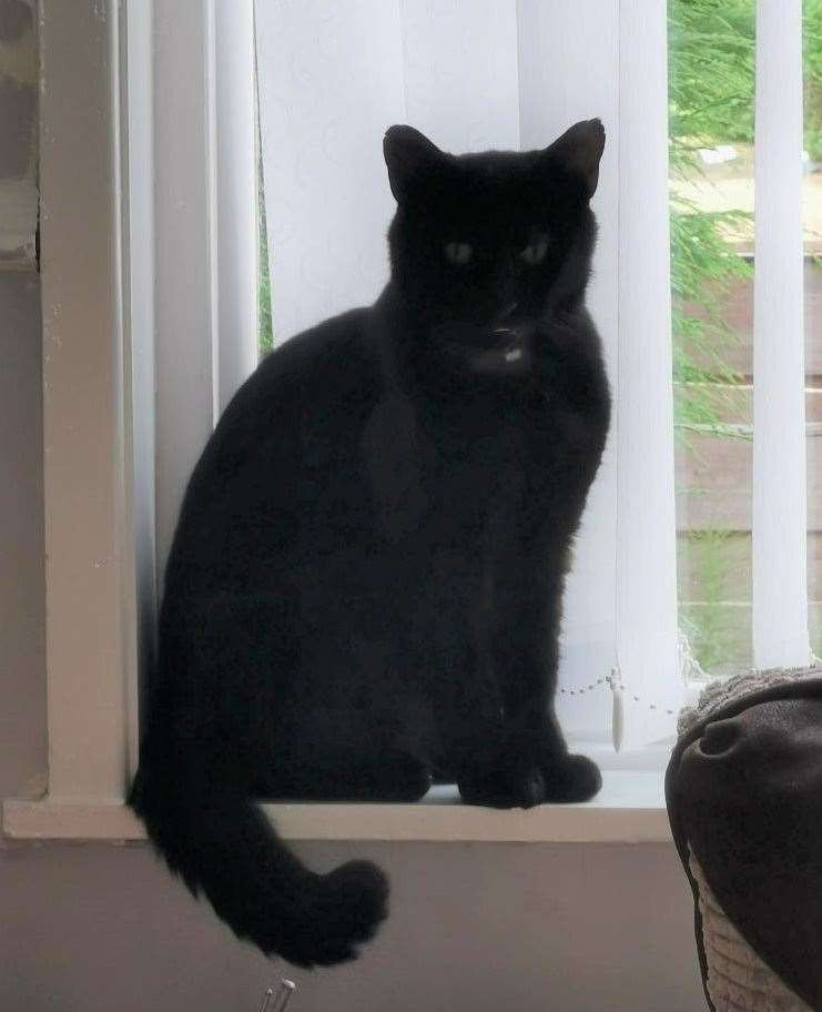 Frank has been reunited with his owners after he went missing from Maidstone in 2017 Picture: Cats Protection