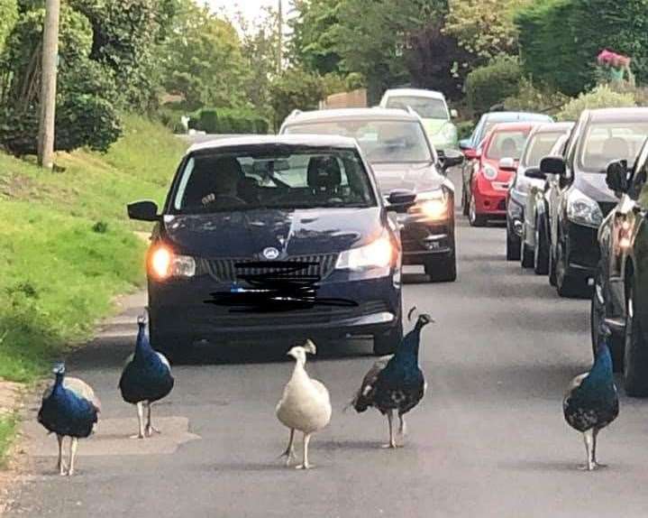 These peacocks stopped traffic in Saltwood, Hythe. Picture: Gill Davies-Patrick
