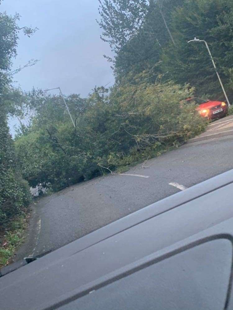A fallen tree completely blocked a lane of Boys Hall Road this evening. Picture: Reece Fagg