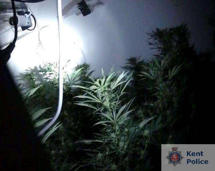 The plants were found after a tip-off. Picture: Kent Police (1391040)