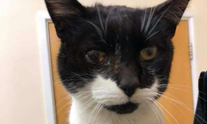 The male cat is believed to be 10-years-old. Picture: RSPCA (7514592)