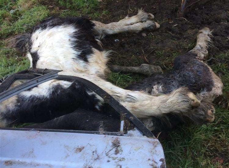 The two horses were dragged behind a barn and covered with a door