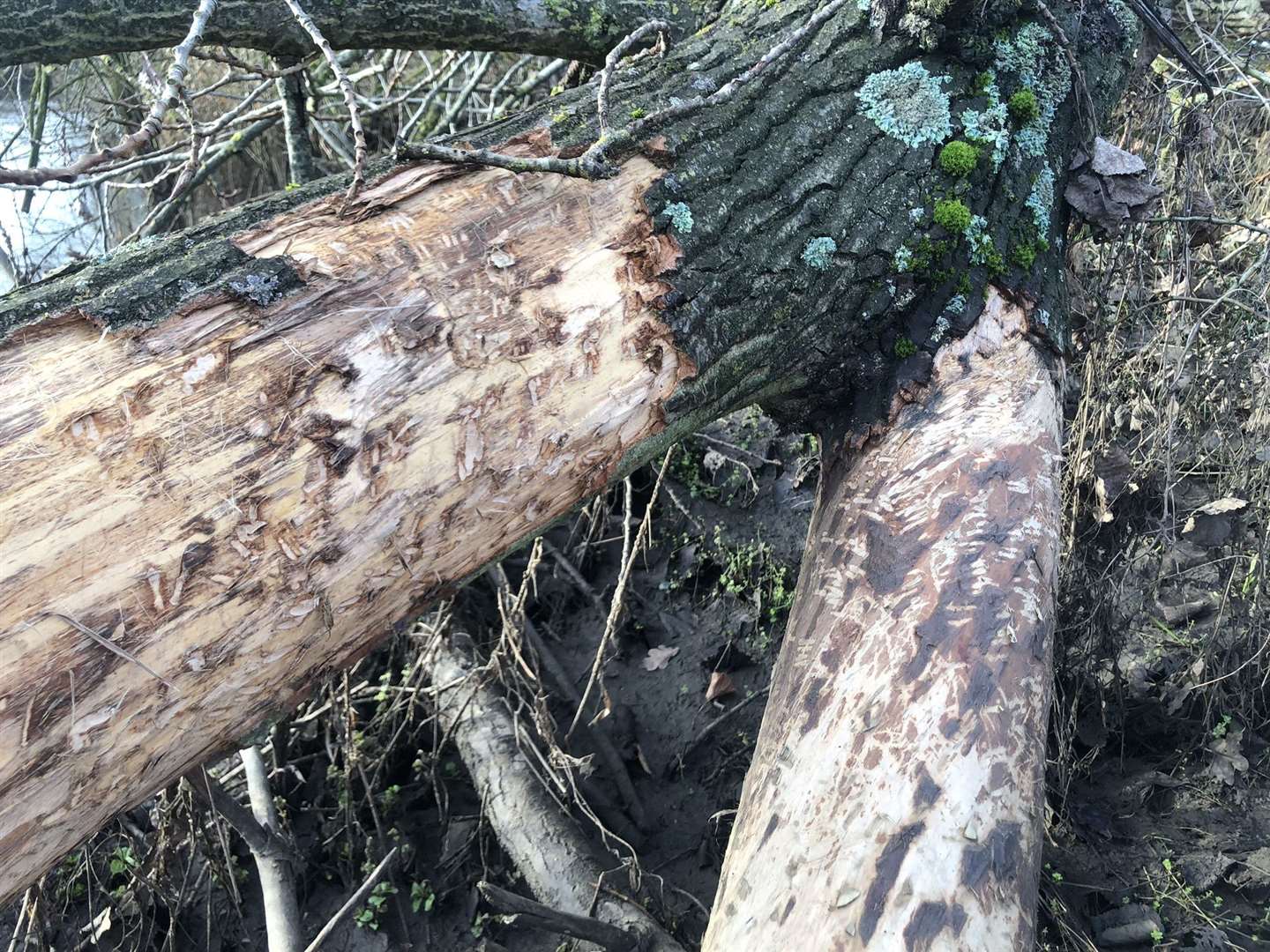 Bark peeled from tree stumps is a sign beavers live nearby. Picture: Ian Rickards