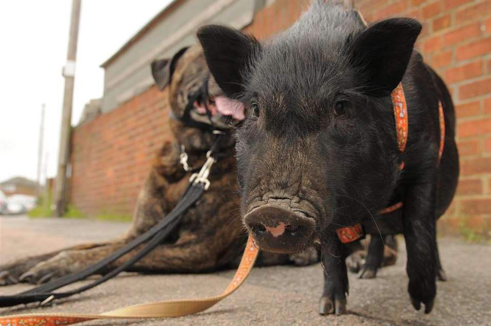 Winnie the pig is a pampered pig who thinks he is a dog