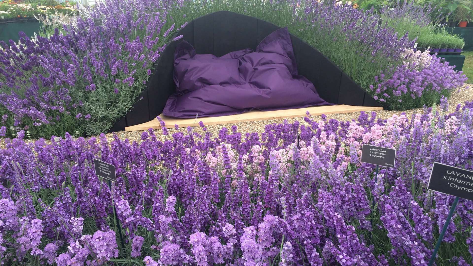 Downderry’s heavenly display of lavender at the show