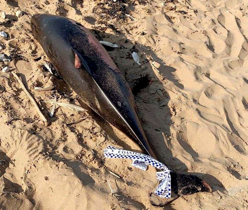 The porpoise on Palm Bay beach, Margate, before it lost its head. Picture: Leigh Redden