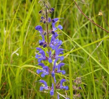 The Meadow Clary is described as the "crown jewels" of British flora. Picture courtesy Simon Williams/Plantlife