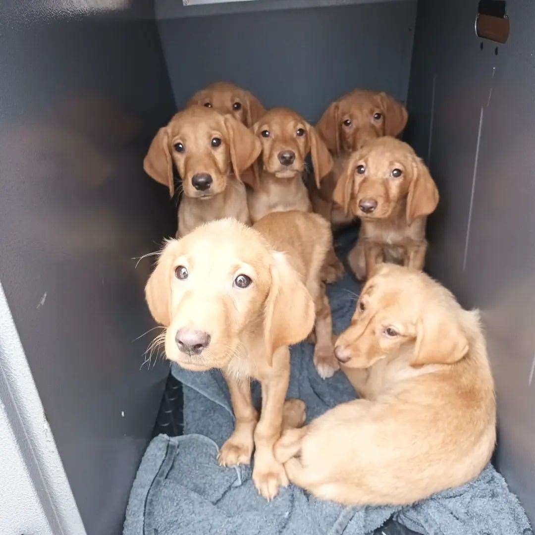 The seven pups, found dumped by the A249, have now been microchipped. Picture: Swale Borough Council Stray Dog Service