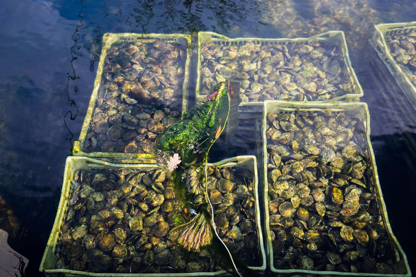 Native Oyster, seen here in baskets, boost wildlife and purify water (ZSL/PA)