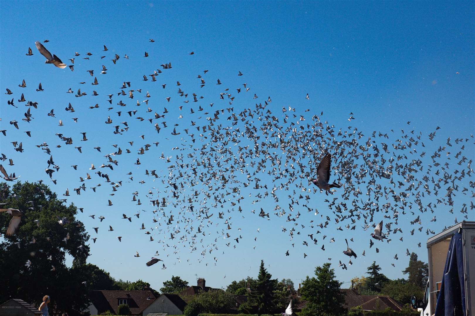 The racing pigeons headed from Kettering back to Barnsley (Jacob King/PA)