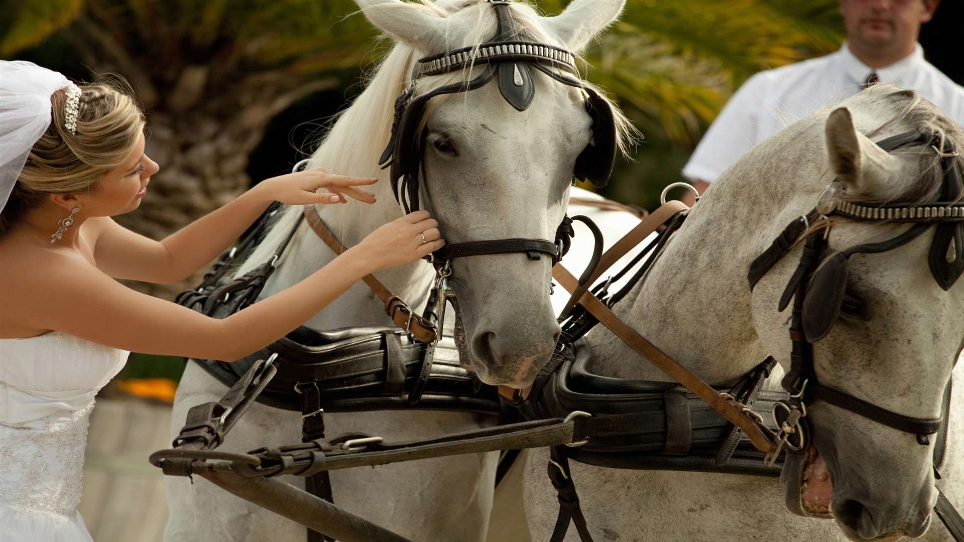 A horse and carriage is a more unusual way to reach your wedding