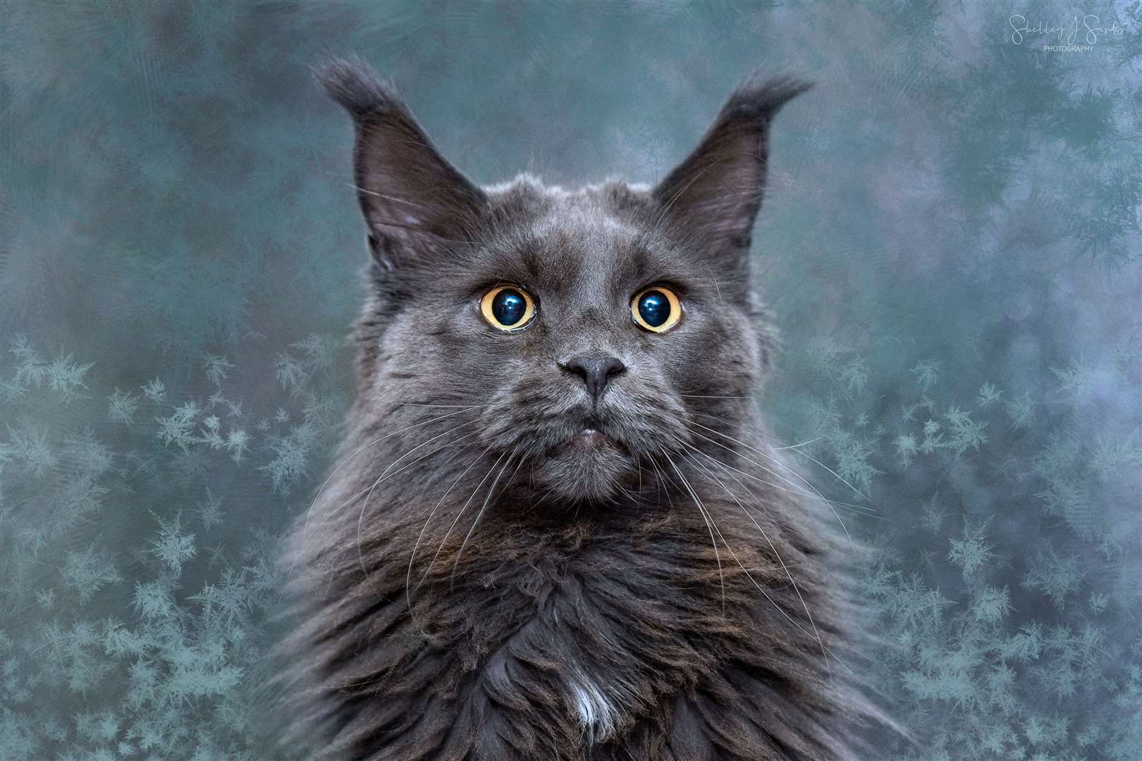Flourence the Maine Coon Picture: Shelley Sinden Instagram: @fifi_themainecoon