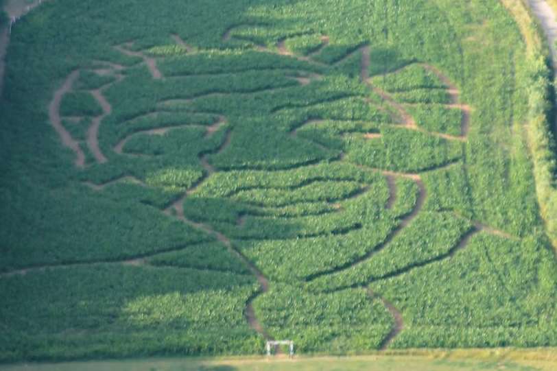 The maize maze at Quex Park in the shape of Nelson Mandela