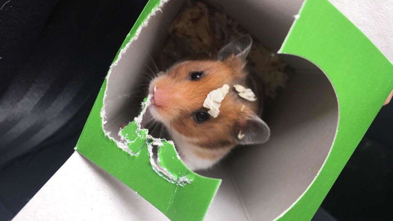 Nibbles the hamster