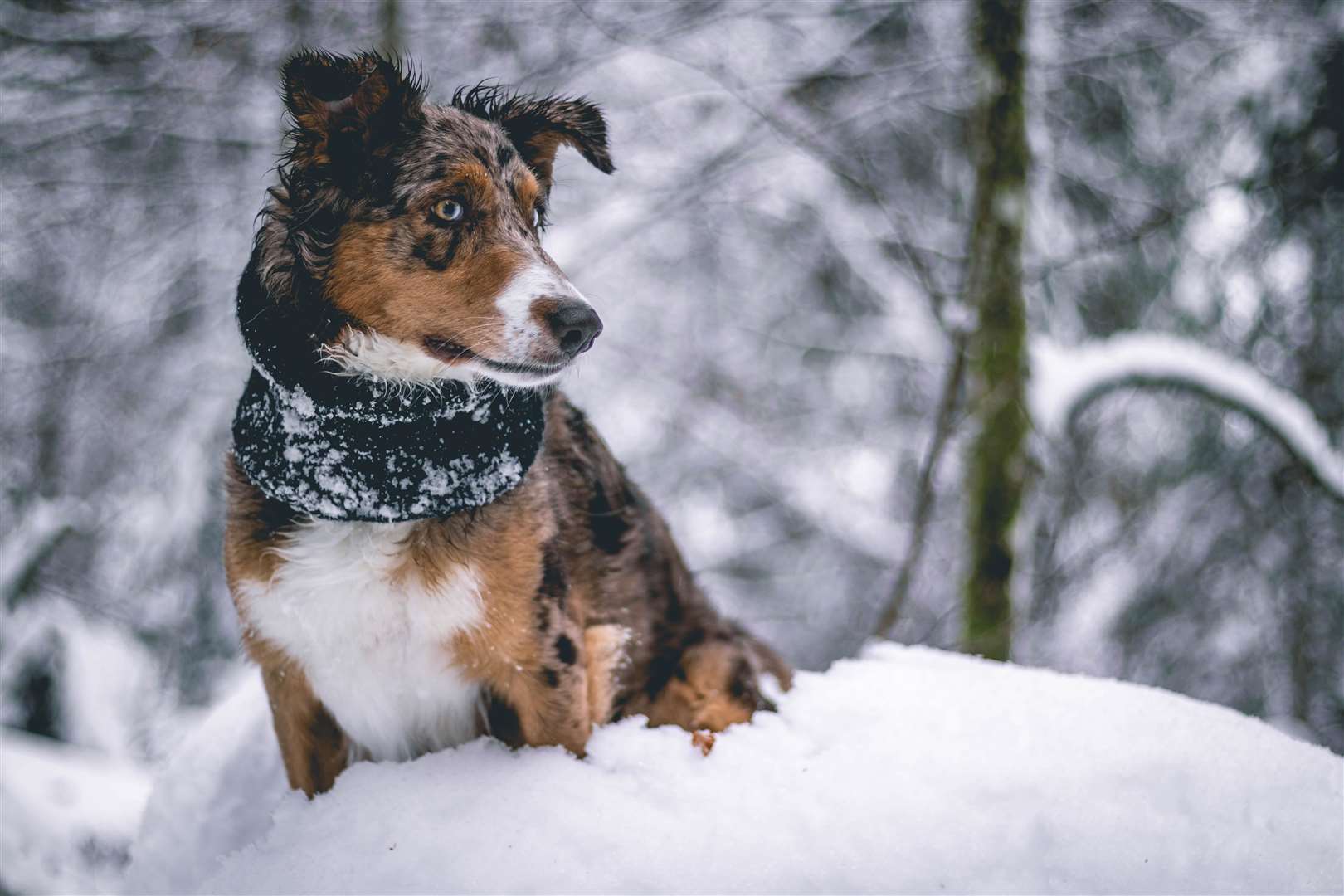 If a dog starts to lick their paws it may be that they are sore from cold temperatures. Picture: Christian Wiediger, Unsplash