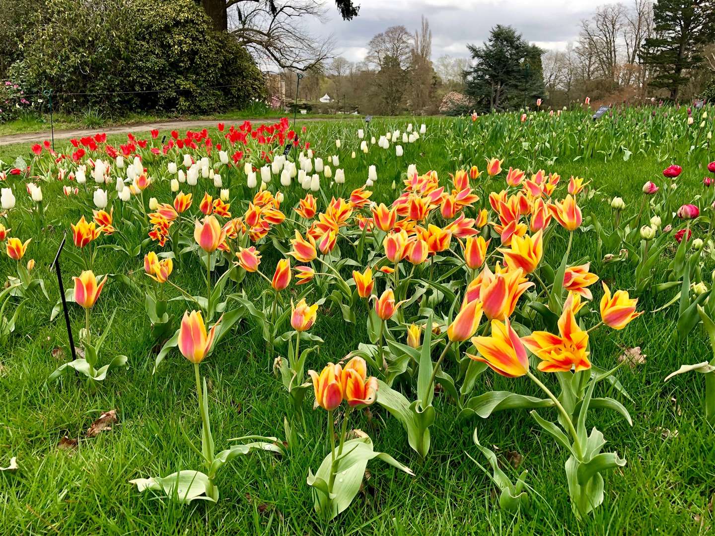 Trial tulip beds