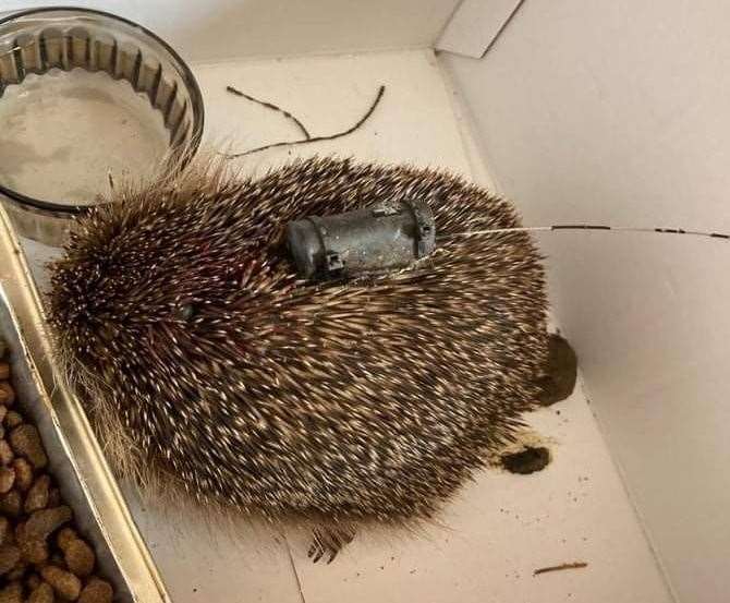 The hedgehog found in Sheerness with a large tracker strapped to its body. Ray Allibone of Swampy Wildlife Rescue says the device is too big and dangerous