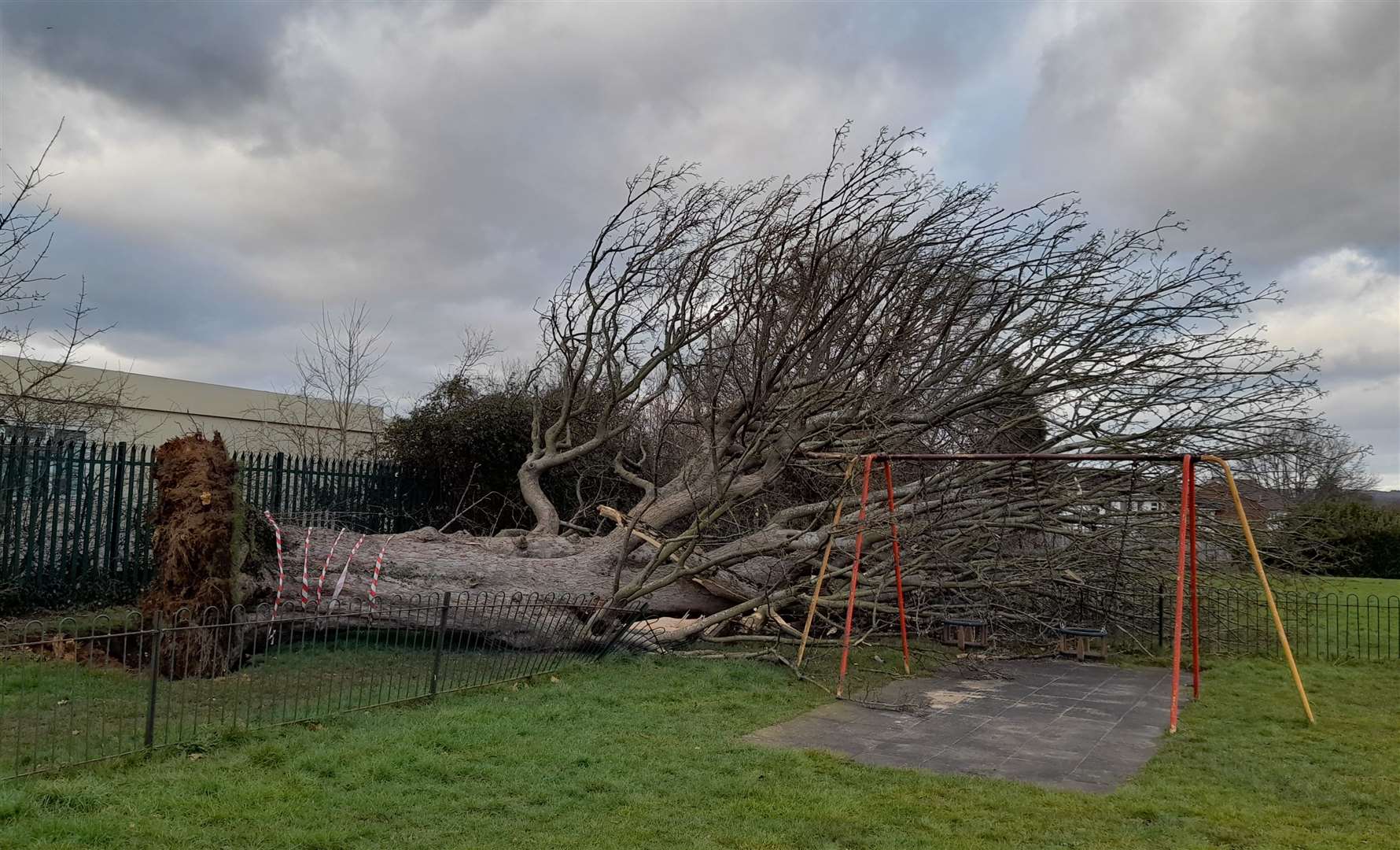 A huge tree fell in Rylands Road Park during Storm Eunice