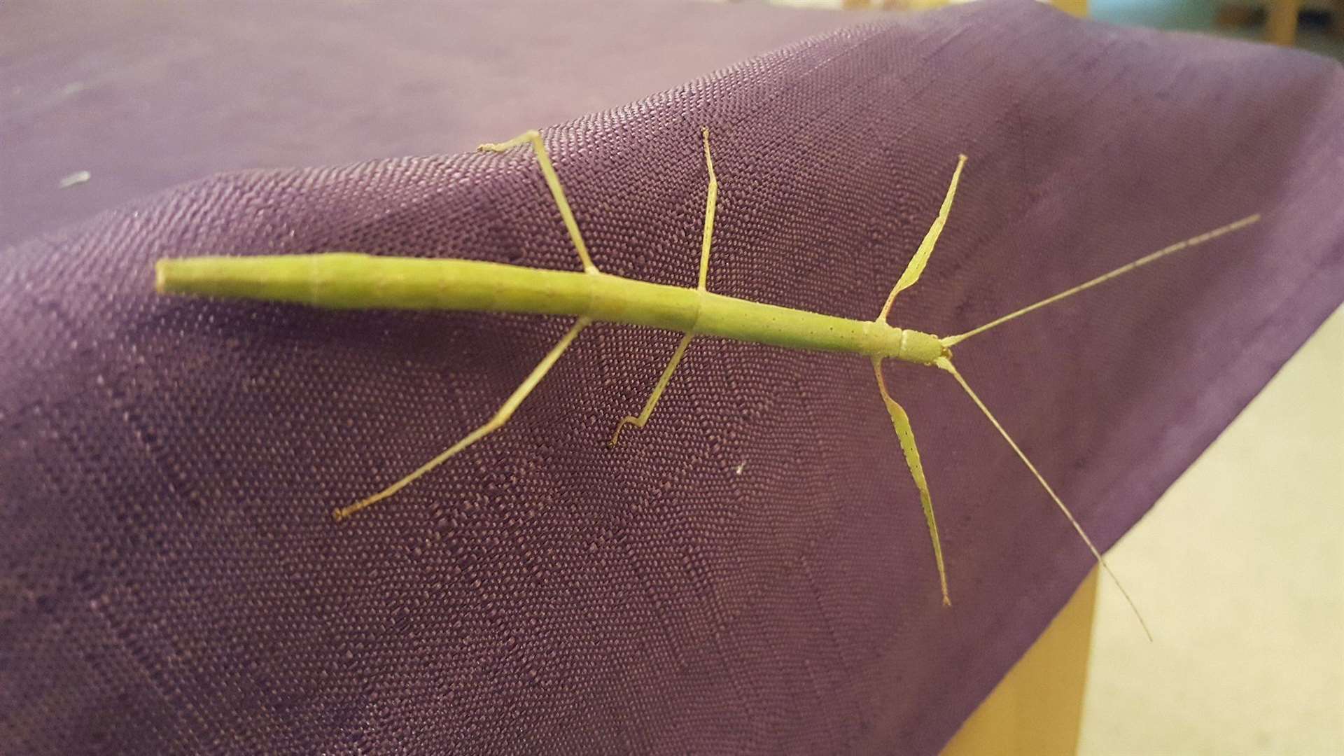 Rosie the Indian stick insect