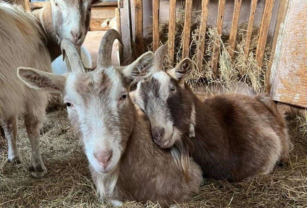 Meet the goats at the Buttercups animal sanctuary. Picture: Buttercups