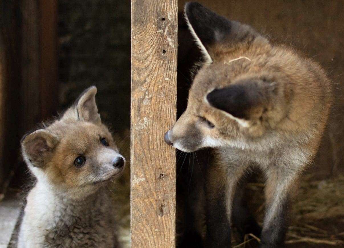 The Fox Project now treats more than 1,000 foxes per year. Here are two of the foxes they have had this year, Calvin and Wynn. Picture: The Fox Project