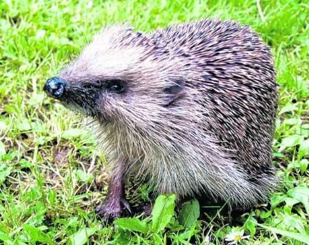 Hedgehogs may see a newly-built bonfire as a perfect hibernation pad