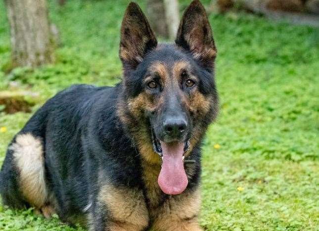 Police dog Eli sniffed out two suspected thieves following a two-mile search. Picture: Kent Police