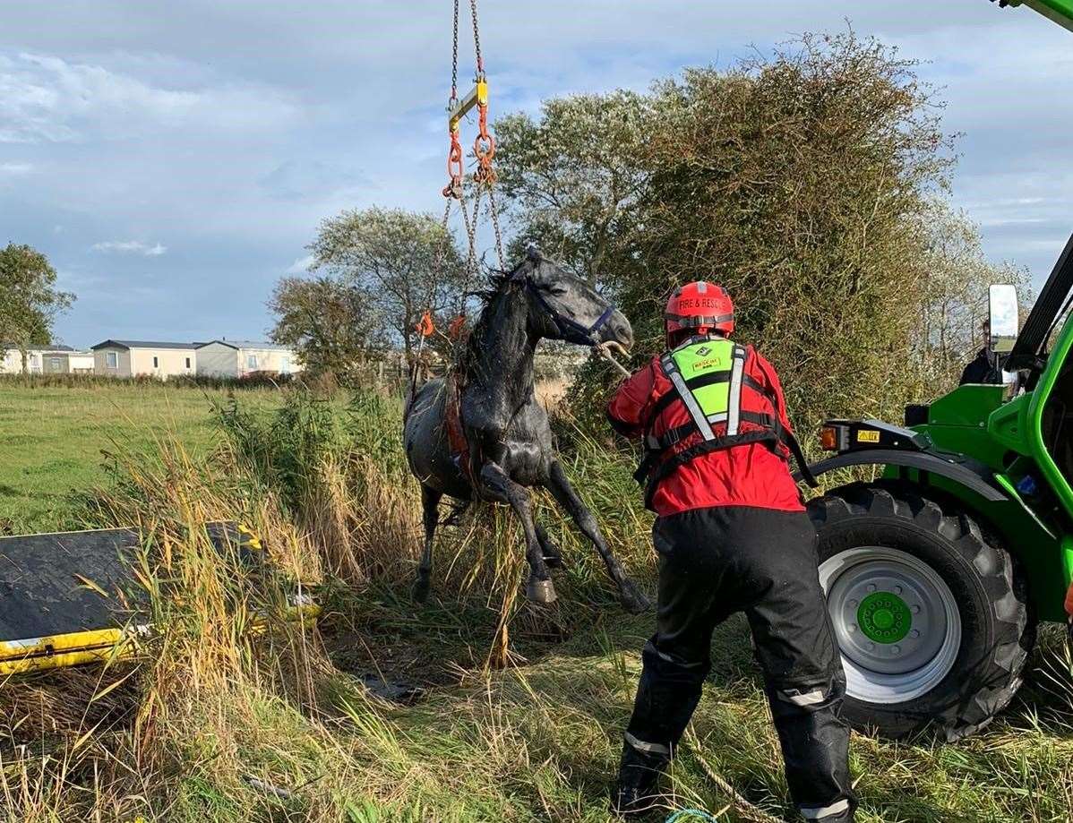 The creature was lifted form the ditch. Photo: KFRS