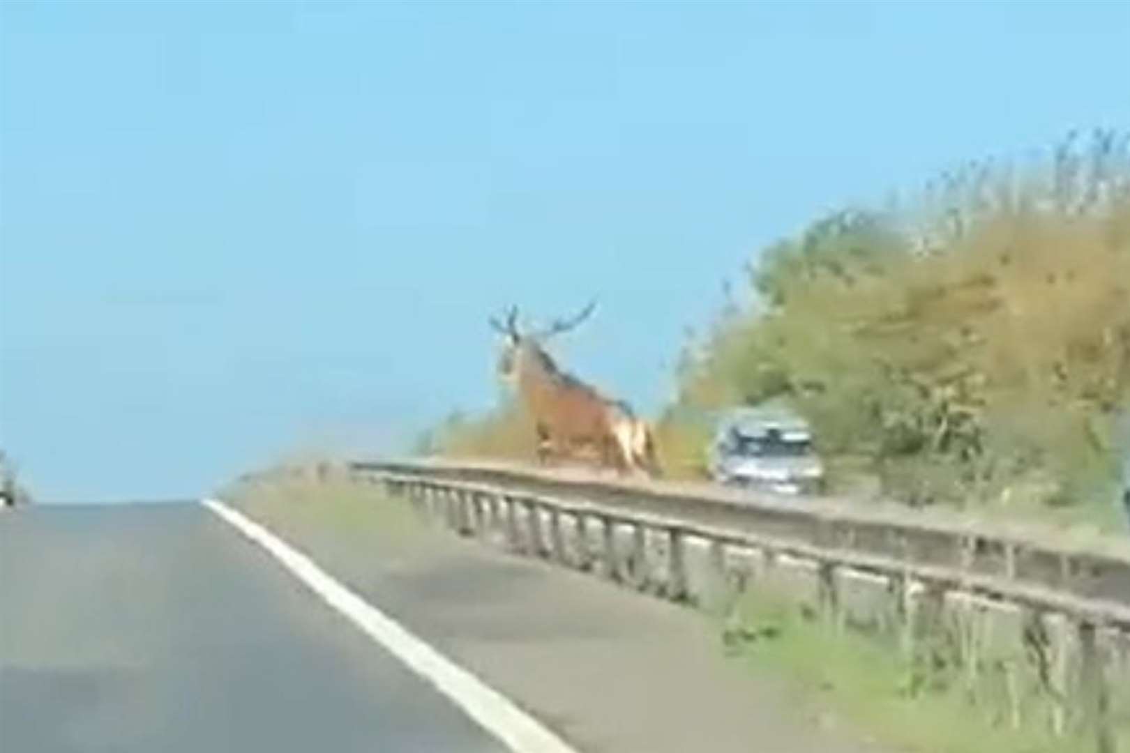 The stag was seen racing along the A2 between Aylesham and Bridge. Picture: Georgie Leadbeater