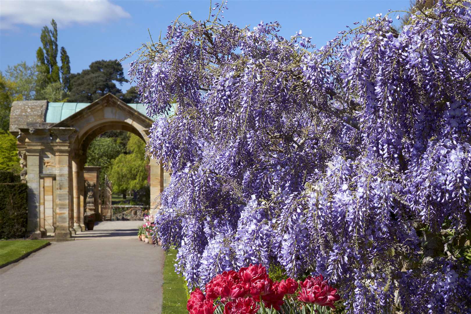 Wisteria on the Pompeiian Wall at Hever