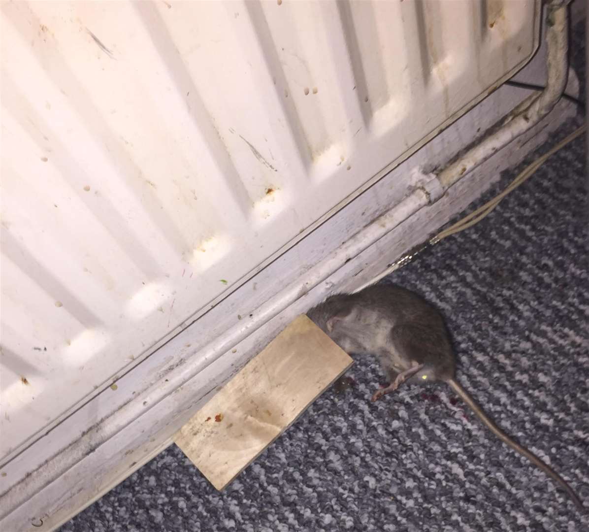 A dead rat in Amy Woodcock’s home