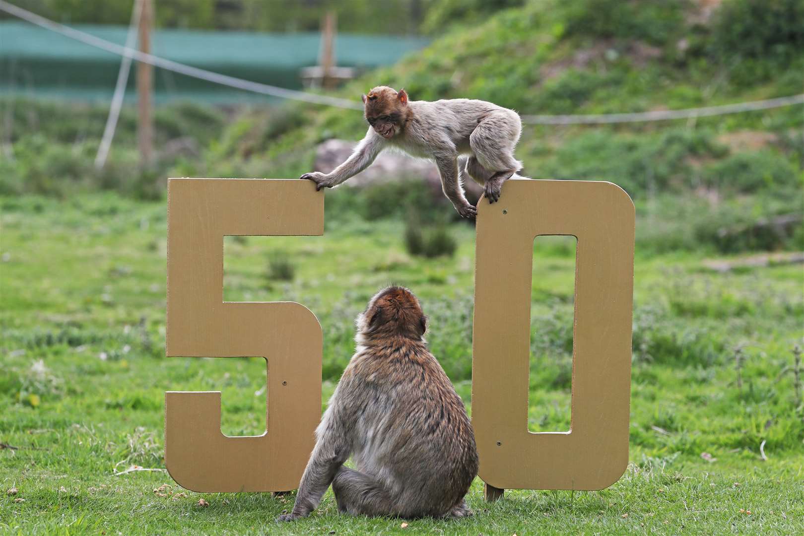 Barbary macaques play on a 50th sign (Andrew Milligan/PA)