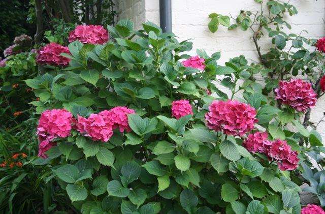 Dark pink hydrangea macrophylla